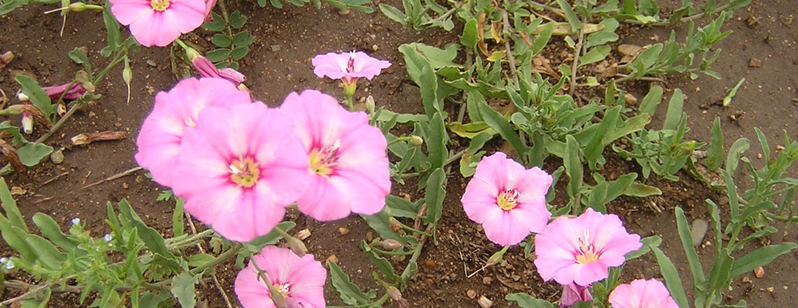 Амманы Сэдэргэнэ